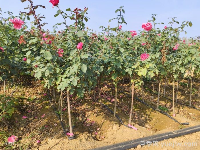 新手应该如何养月季花？(图2)