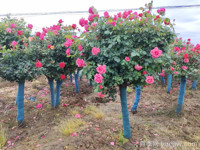 新手应该如何养月季花？(图3)