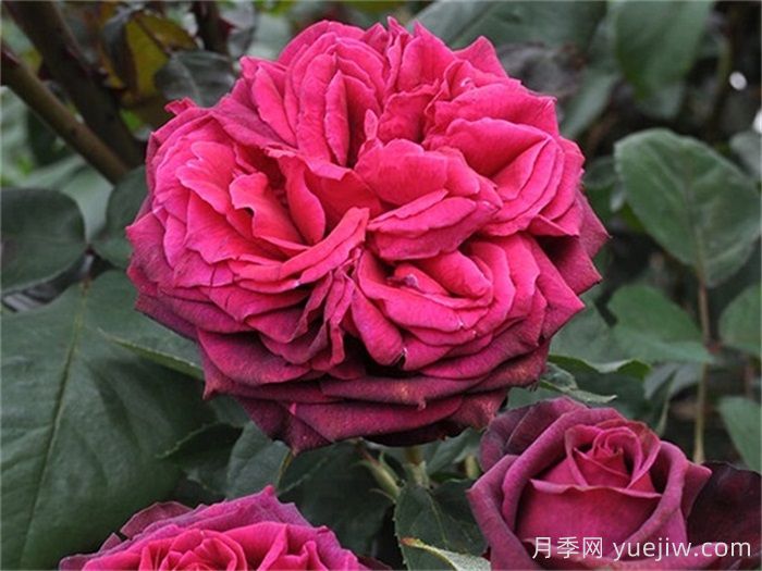 狄安娜伯爵夫人月季的优缺点是什么？(图1)