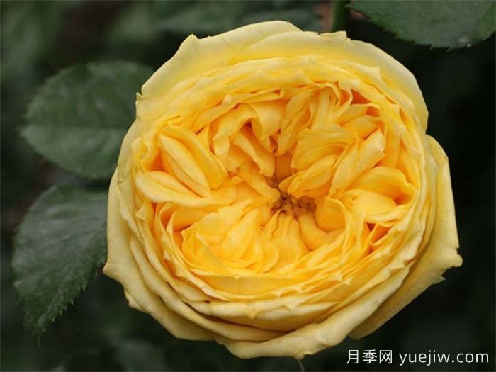 推荐8款好养黄色灌木月季品种(图1)