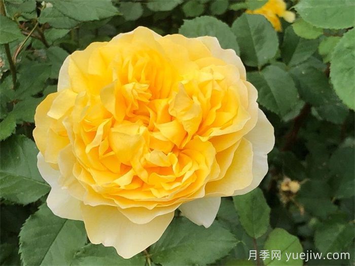 推荐8款好养黄色灌木月季品种(图4)