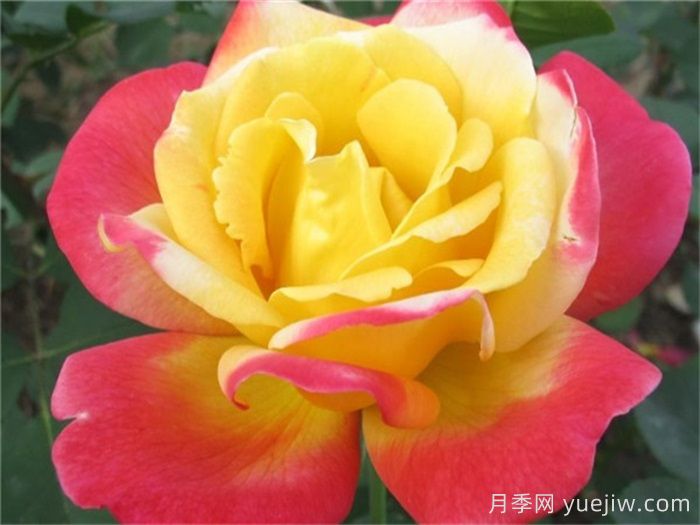 怡红院月季的优缺点是什么？(图1)