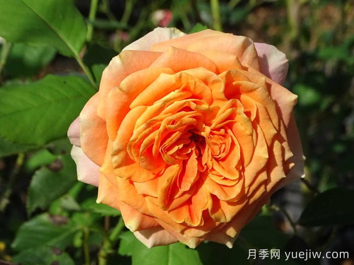 科塔别墅月季的介绍以及优缺点(图1)