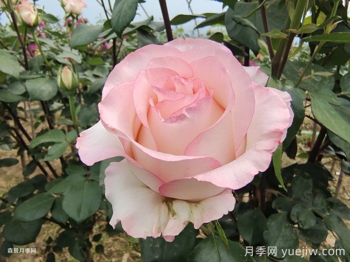 月季花开为何多姿多彩？科学分析(图3)