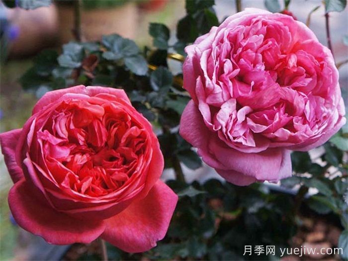 保罗克利月季的优缺点是什么？(图1)