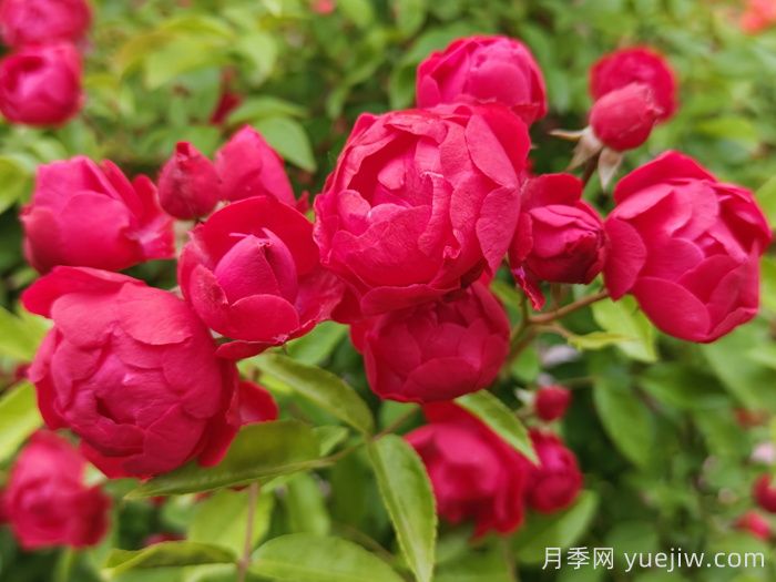 红木香爬藤月季优缺点(图1)