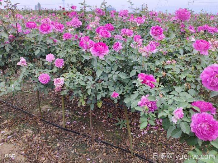 月季夏天怎么养？夏季月季的养殖注意事项(图1)