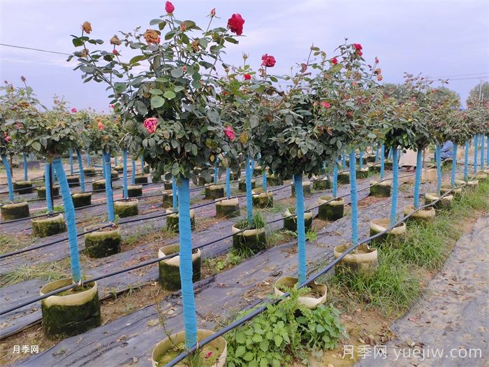 树桩月季夏天浇水时间的选择(图2)