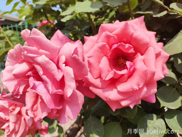 超大花朵20公分的月季有哪些？(图1)