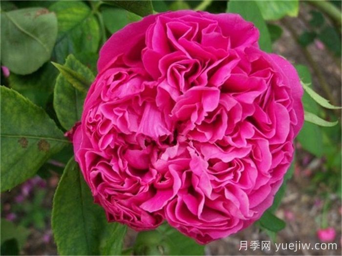 超大花朵20公分的月季有哪些？(图3)