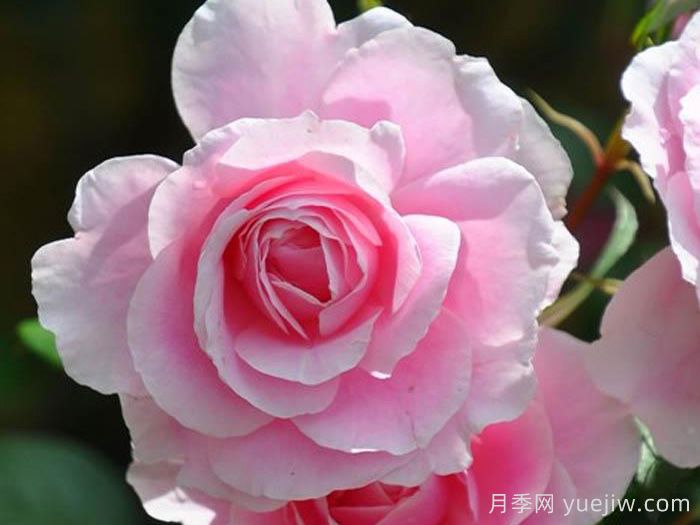 鲁特琴月季/琵琶(图1)