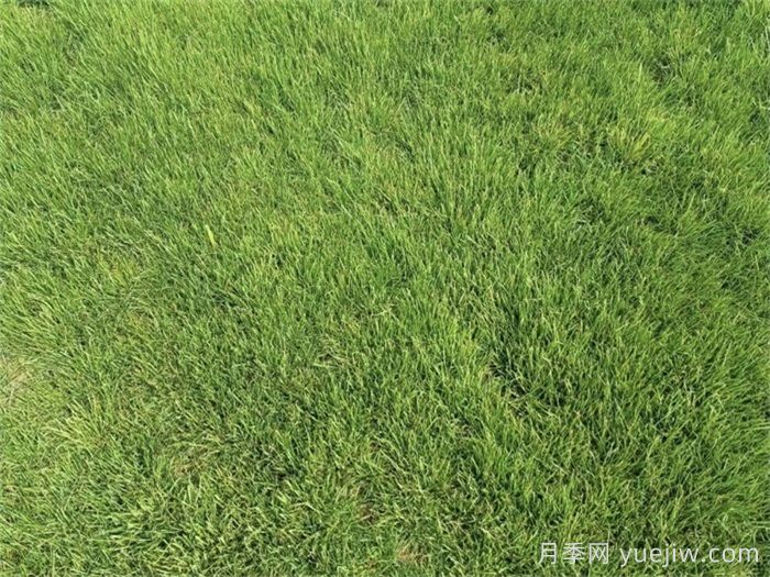 果岭草是冷季型还是暖季型？(图1)