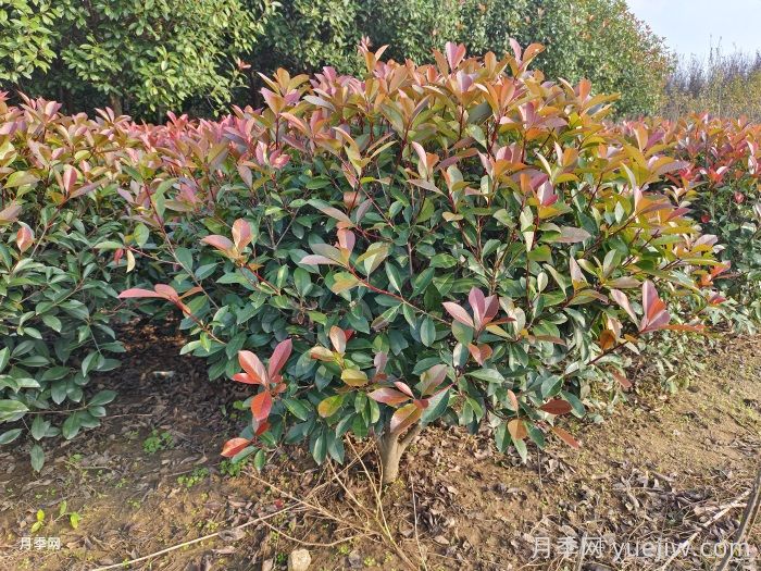 红叶石楠球是常绿还是落叶苗木？(图1)