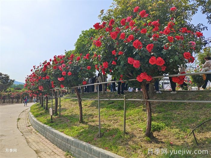 树状月季做行道树的间距(图2)