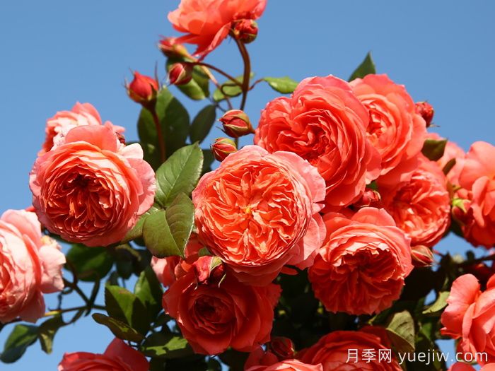 推荐10种不怕热的月季，夏天随便养，花开不停(图4)