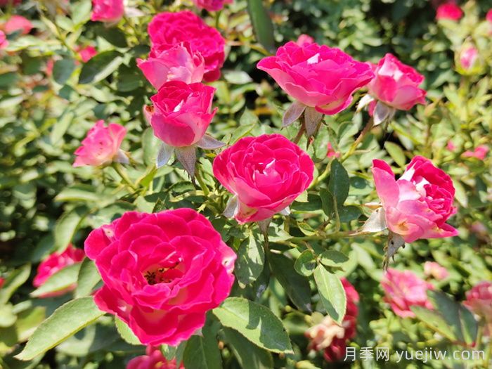 红宝石冰月季的优缺点是什么？(图1)