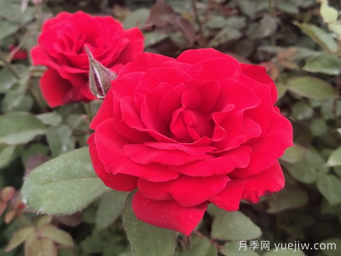 月季花有什么颜色？10大色系(图1)