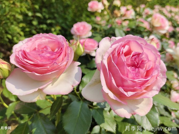 月季花有什么颜色？10大色系(图2)