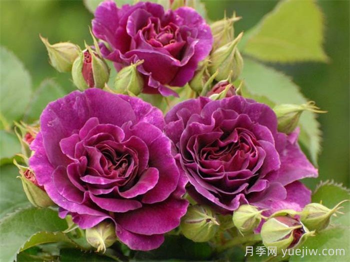 月季花有什么颜色？10大色系(图4)