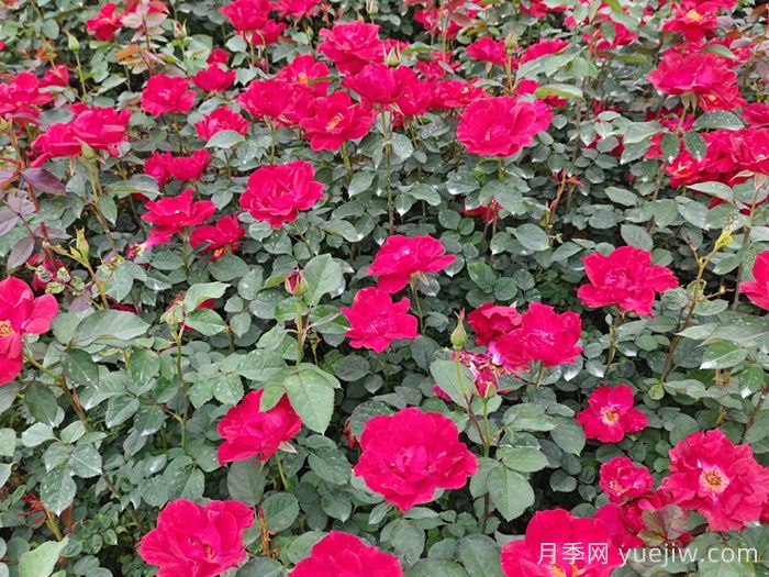 月季喜欢酸性还是碱性土壤环境？(图1)
