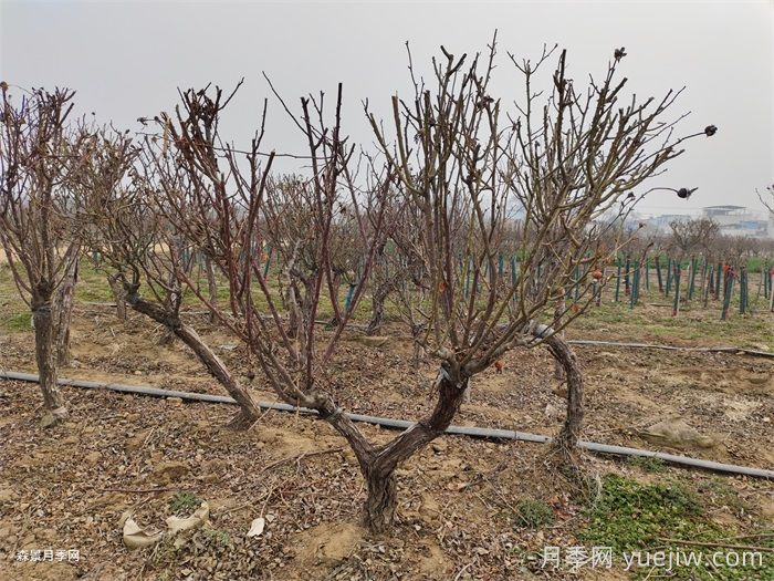 月季是常绿还是落叶苗木？(图1)