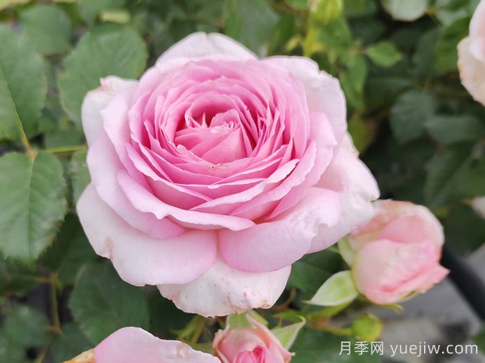 粉玫瑰不能随便送人的原因(图1)