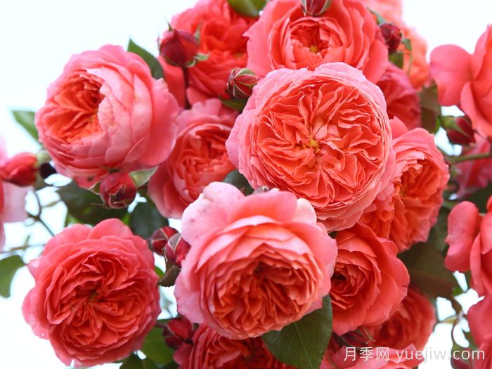 耐晒性强的6种月季，夏季高温依然美(图4)