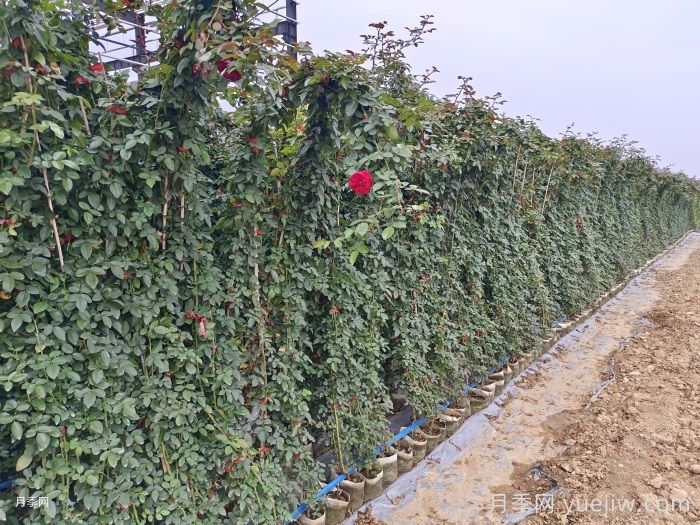 月季在背阴处如何开花？(图1)