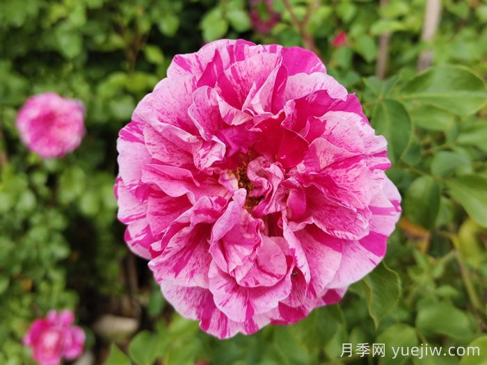 依蕾莎斯特月季介绍和优缺点(图1)