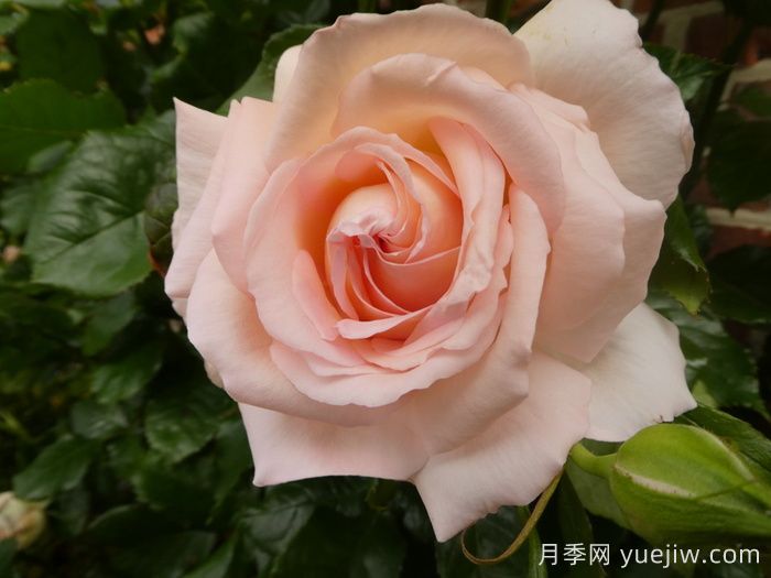 尚多斯美人月季介绍和优缺点(图1)