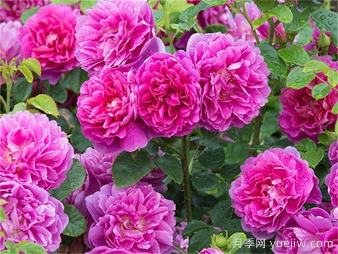 安妮公主月季介绍和优缺点(图1)