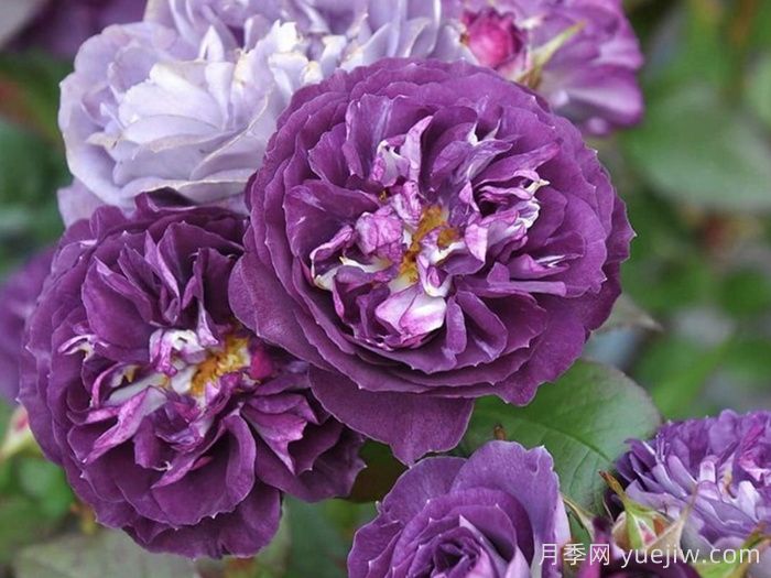 圣十字军月季介绍和优缺点(图1)