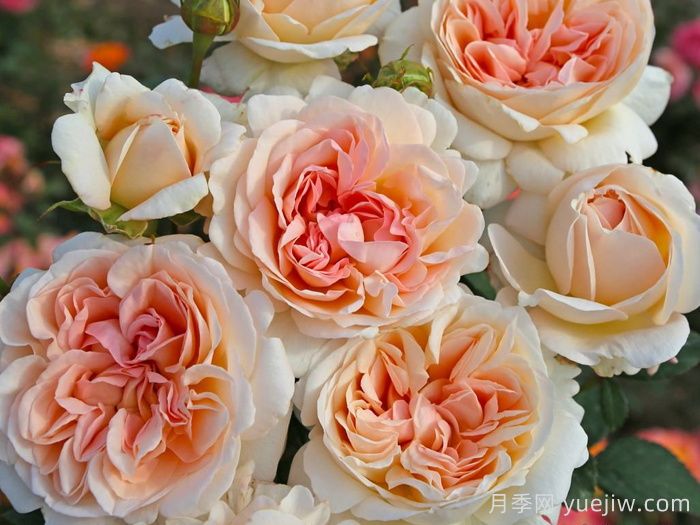 大公夫人路易斯月季介绍和优缺点(图1)
