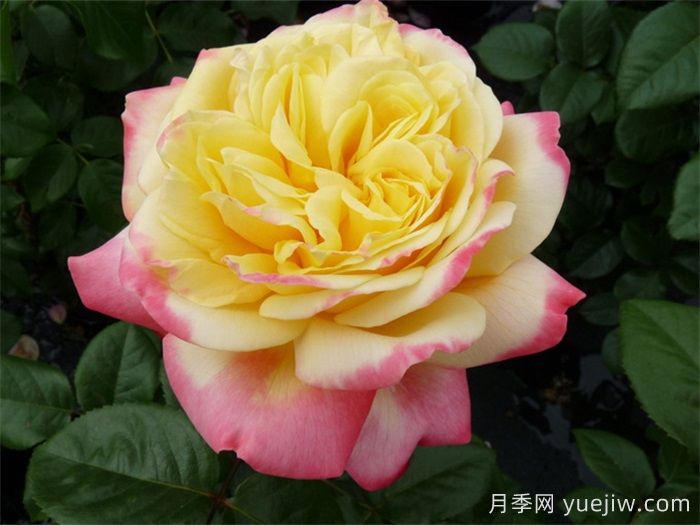 科德斯庆典月季介绍和优缺点(图1)