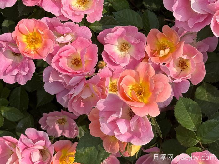 ​西子系列月季，天狼耐湿热型低维护月季的培育路(图1)