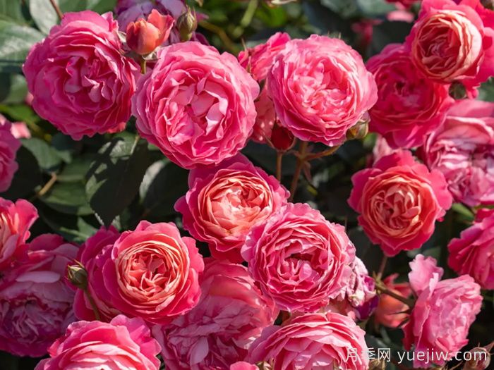 ​西子系列月季，天狼耐湿热型低维护月季的培育路(图4)