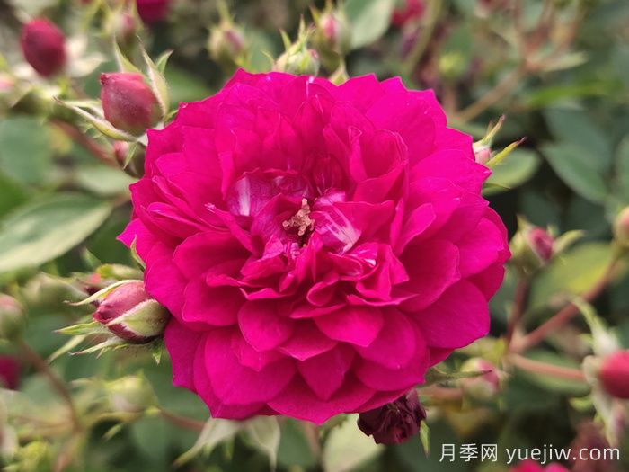 11种经典微型月季花，颜值与实力兼具，阳台党最爱(图3)