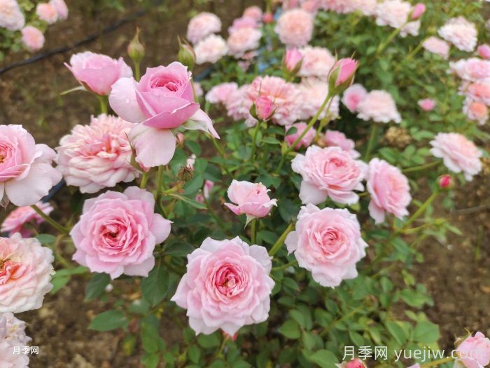 11种经典微型月季花，颜值与实力兼具，阳台党最爱(图5)