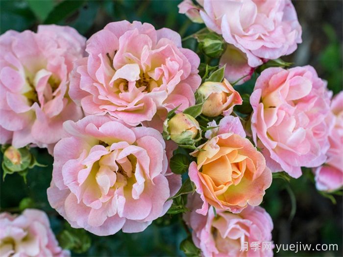 推荐勤花表现极好的景观低维护月季品种(图3)