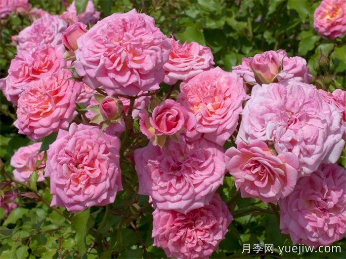 推荐勤花表现极好的景观低维护月季品种(图5)
