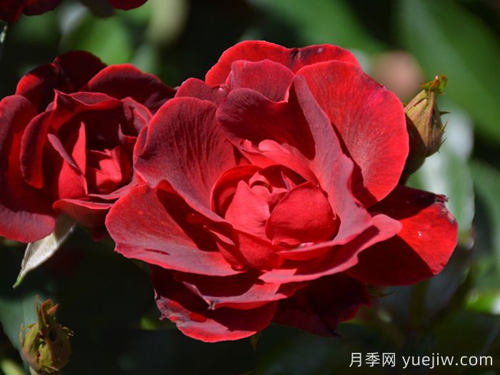 推荐勤花表现极好的景观低维护月季品种(图2)