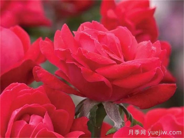 推荐勤花表现极好的景观低维护月季品种(图7)