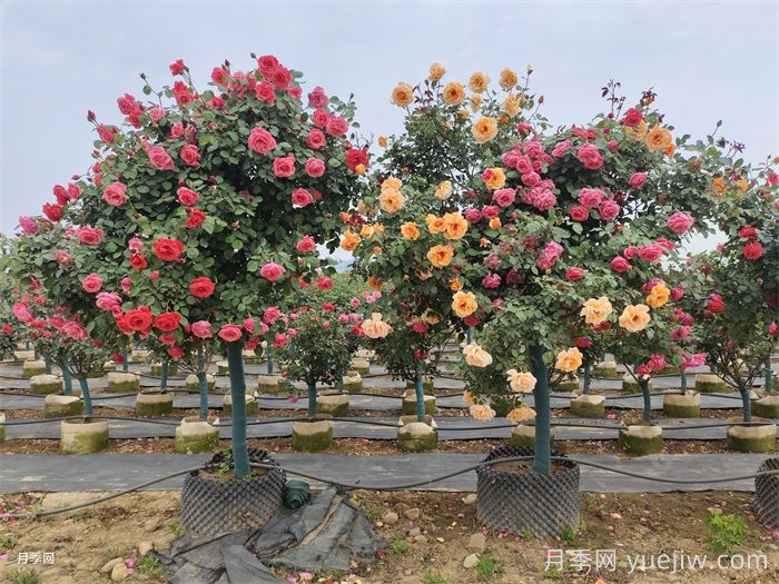 古桩月季(图6)