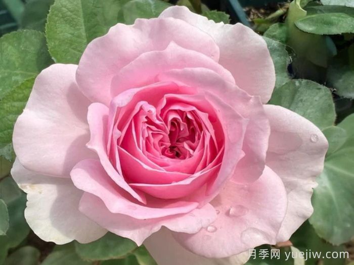 月季介绍，楼兰月季(图1)