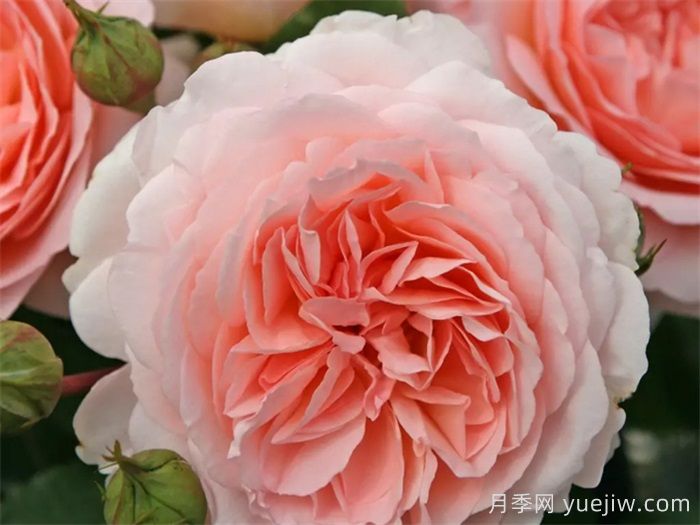 推荐8款复古柔色月季，色彩独特，花型优雅(图5)