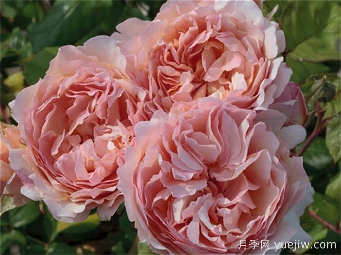 推荐8款复古柔色月季，色彩独特，花型优雅(图6)
