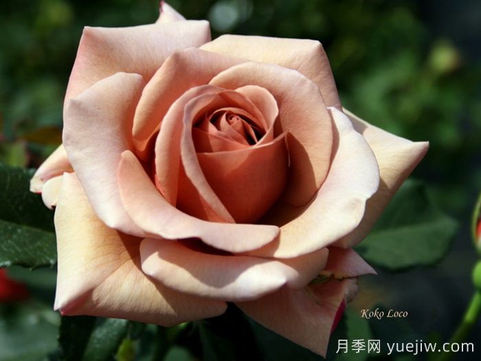 推荐8款复古柔色月季，色彩独特，花型优雅(图2)