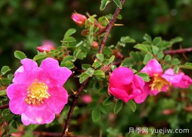 蔷薇介绍，拟木香(图1)