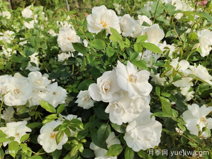 绽放在重庆的14款月季图谱(图5)