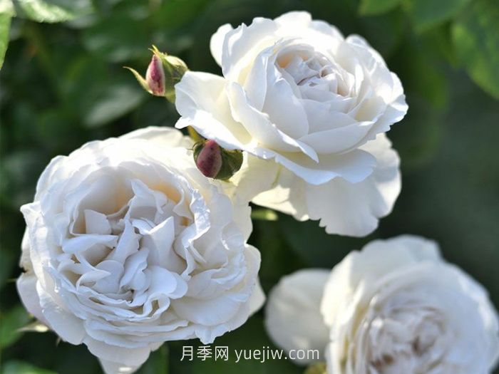 巴普洛娃月季介绍和优缺点(图1)